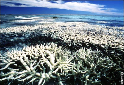 Bleached Coral - Great Barrier Reef